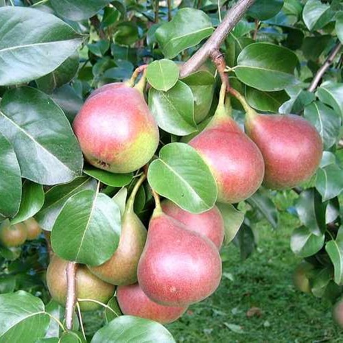 Pyrus communis 'Suvenirs' - Harilik pirnipuu 'Suvenirs' C6/6L Pyrus communis 'Suvenirs' - Harilik pirnipuu 'Suvenirs' C6/6L